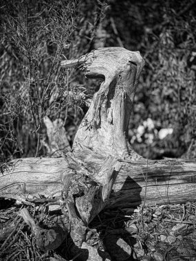 Soru işareti şeklinde sürüklenen odunların tek renkli yakın çekimi. Doğal bir ortamda dokuyu, kontrastı ve biçimi vurgular.
