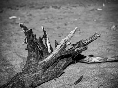 Kumlu bir plajda tek renkli ağaç dallarının yakın çekimi. Doğal bir kıyı ortamında dokuyu, kontrastı ve biçimi vurgular.