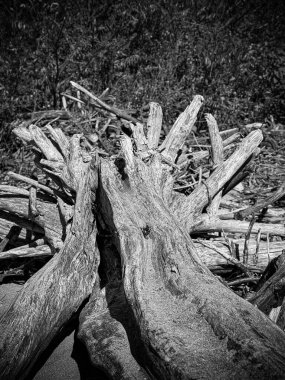 Doğal güneş ışığı altında kumlu bir plajda dinlenen yıpranmış dalların yakın çekimi. Kıyı ortamında yaşlanmış ahşabın detaylı dokusu.