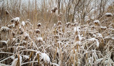 Uzun sazlıklar ve taze karla kaplı otlar çıplak kış ağaçlarının önünde dururlar. Huzurlu doğal sulak arazi, erken yağan karın dinginliğini yakalıyor..