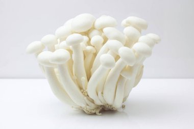 Shimeji mantarı ya da beyaz arka planda izole edilmiş beyaz kayın mantarı. Shimeji son derece besleyicidir, kalsiyum, potasyum bakımından zengindir ve diyabet, ağırlık ve kolesterolün yönetilmesine yardımcı olur..