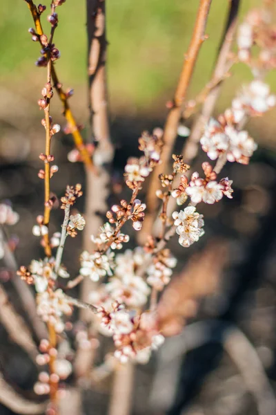 Blühende Kirschzweige Aus Nächster Nähe Schöne Kleine Weiß Rosa Frühlingsblumen — Stockfoto