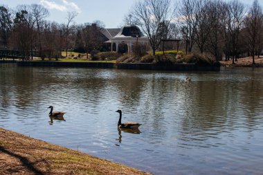 Açık güneşli bir günde ilkbaharın başlarında, yüzen kazlarla dolu bir göleti betimleyen güzel bir park ağaçların dallarından yapraksız olarak görülebilir. Cleveland Park, Spartanburg, SC, ABD