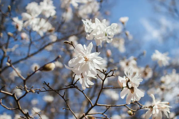 Blume Der Magnolia Grandiflora Der Südlichen Magnolie Oder Stierbucht Baum — Stockfoto
