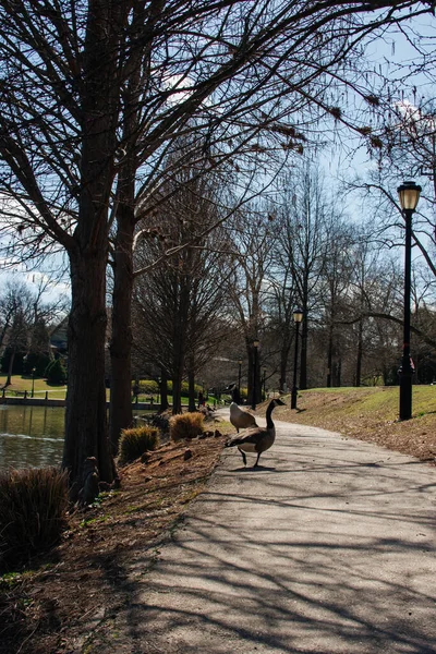 Caminho Parque Entre Árvores Dia Ensolarado Brilhante Início Primavera Cleveland — Fotografia de Stock
