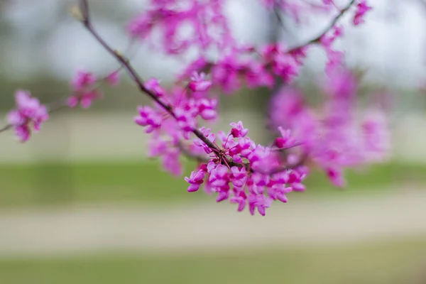Drzewo Redbud Wiosna Kwitnąca Małymi Kwiatami Lilii Zbliżenie — Zdjęcie stockowe