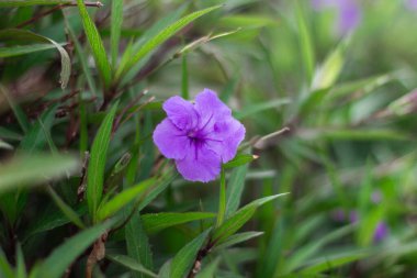 Yeşil arka planda mor çiçekler. Bahar ve yaz arkaplanı. Peyzaj tasarımı