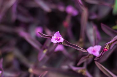 Güzel mor küçük çiçekler ve yakın plan yapraklar. Peyzaj tasarımı