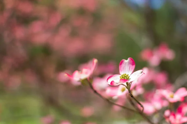Kwitnące Drzewo Psie Przeciwko Niebu Kwiat Różowego Dogwood Zbliżenie Kornus — Zdjęcie stockowe