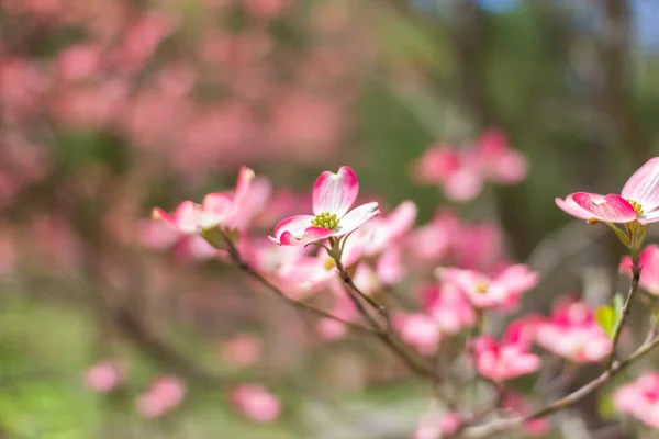 Blühender Hartriegel Gegen Den Himmel Blume Eines Rosa Hartriegels Nahaufnahme — Stockfoto