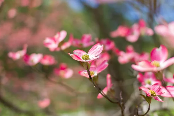 Blühender Hartriegel Gegen Den Himmel Blume Eines Rosa Hartriegels Nahaufnahme — Stockfoto