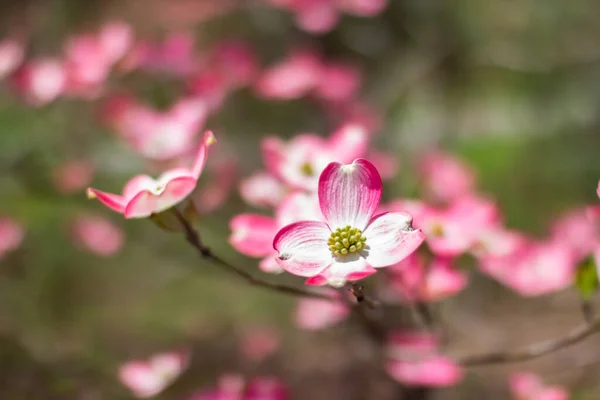 Gökyüzüne karşı gelişen bir odun. Pembe bir köpek odununun çiçeği. Cornus Florida Rubra