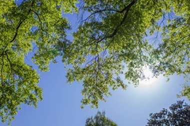 Parlak yeşil yapraklar dallarda güneşli bir bahar gününde mavi bulutsuz gökyüzüne karşı