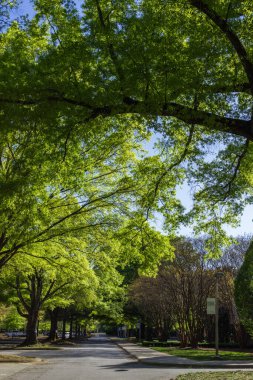 Güneşli bir günde güzel bir bahar parkı, yeşil yapraklı büyük ağaçlar ve asfalt bir yol. Milliken Park, Spartanburg, SC, ABD