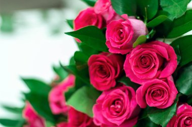 Büyük bir takımla pembe güller yaşa. Renkli arka plan. Bir buket fuşya gülü.