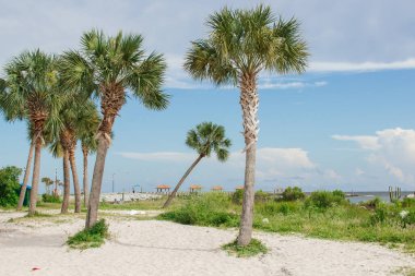Yaz dönemi. Mavi okyanus ve mavi gökyüzü güneşli bir günde, ön planda güzel palmiye ağaçları. Deniz Burnu
