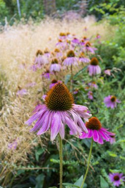 Bir park ortamında saman rengi çimen arka planda ters dönmüş pancarları andıran morumsu çiçek demeti. Canlı doğal yaz sahnesi.