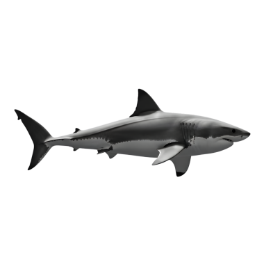 Beyaz arka planda köpekbalığı