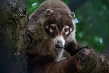 Yumuşak göz teması