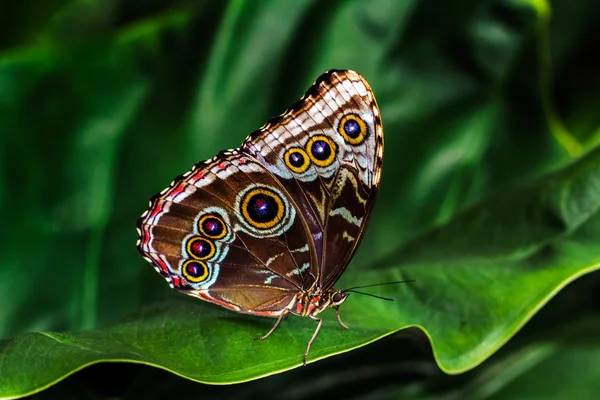 Imperatore esotico della farfalla — Foto Stock