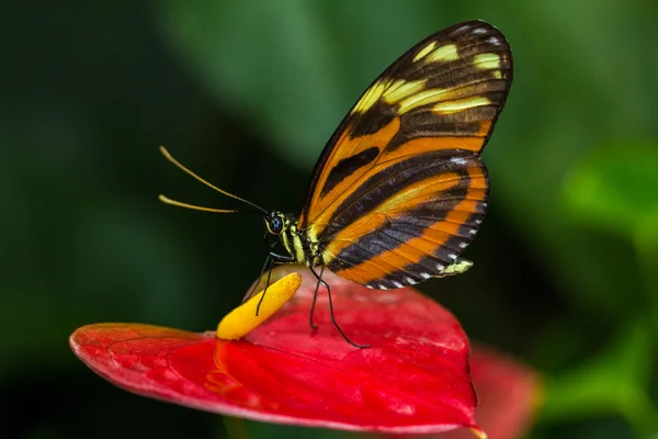 Tygrys Longwing Butterfy — Zdjęcie stockowe