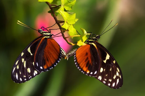 sevgi dolu bir çift