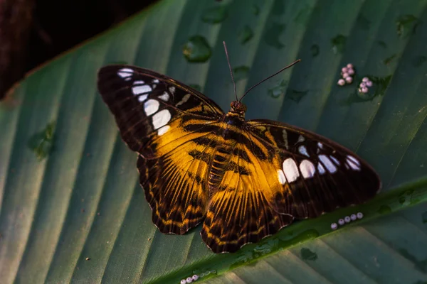 Parthenos sylvia motyl — Zdjęcie stockowe