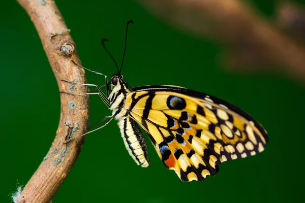 Mariposa común de cal —  Fotos de Stock