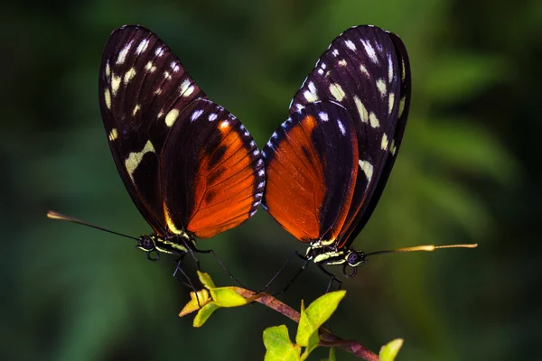 A loving couple — Stock Photo, Image