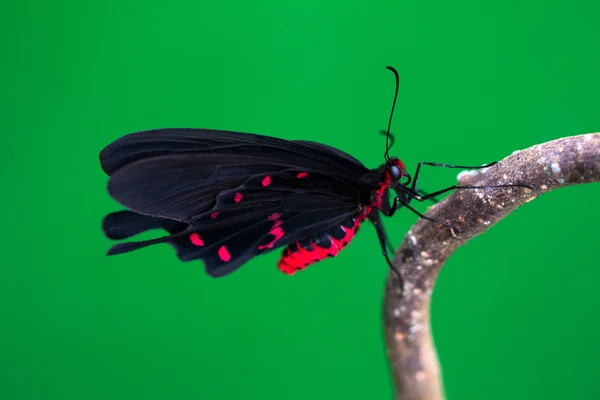 Black tropical butterfly — Stock Photo, Image