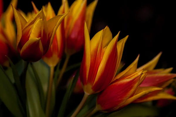 Tulipany bukiet Flamenco — Zdjęcie stockowe