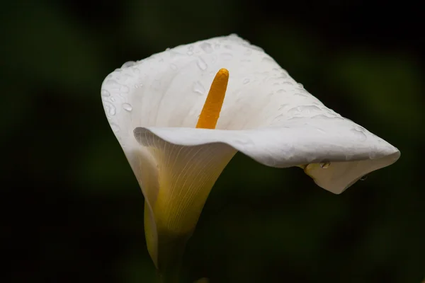 Kwiat calla Marsh — Zdjęcie stockowe