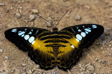 sylvia Parthenos kelebek