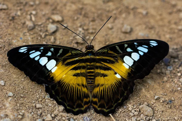 Parthenos sylvia butterfly — Stock Photo, Image