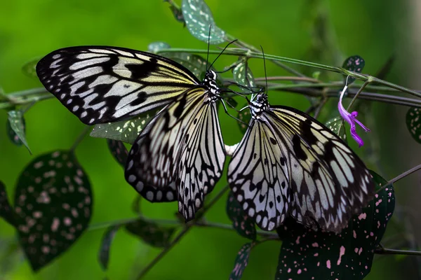 Tropical Butterflies Impression — Stock Photo, Image