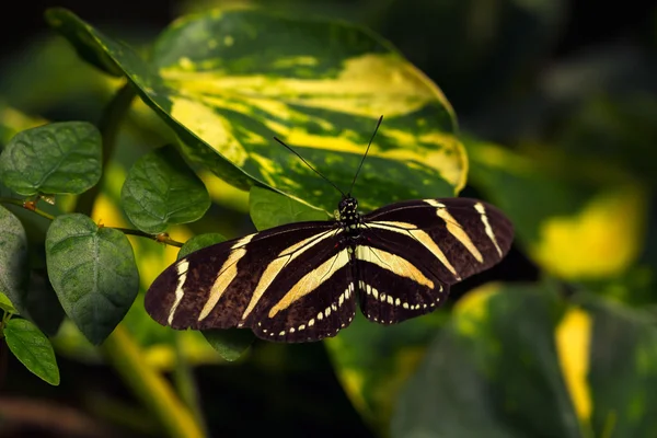 Страстная тропическая бабочка — стоковое фото