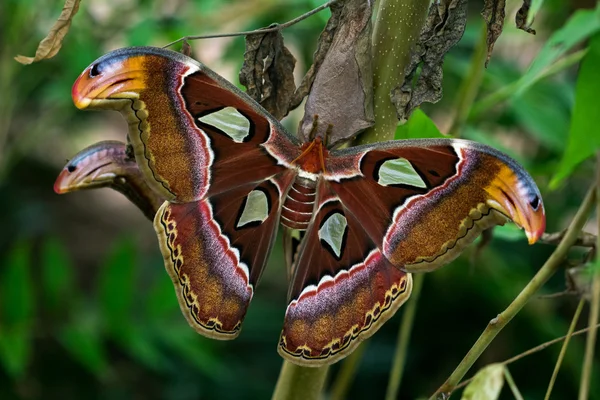 热带蝴蝶 attacus — 图库照片
