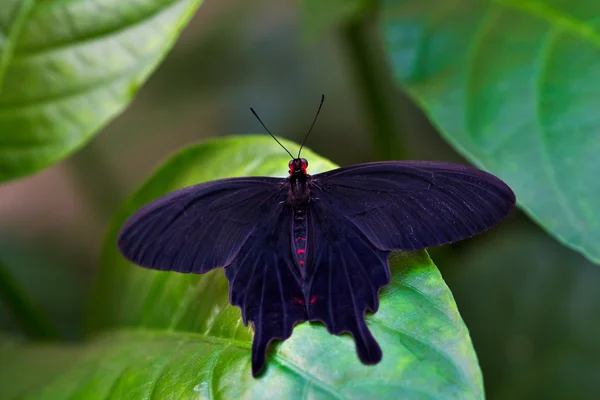 Black tropical butterfly — Stock Photo, Image