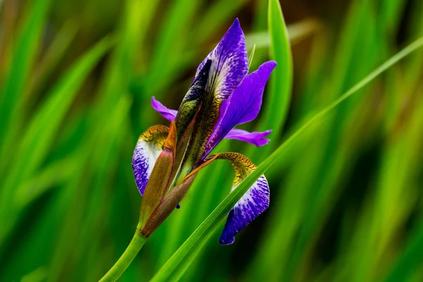 庭の菖蒲の花 — ストック写真