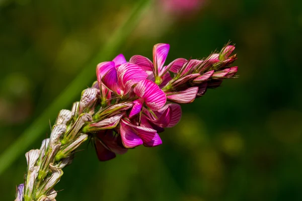 Розовый цветок на лугу — стоковое фото