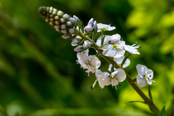 Vita vilda blommor — Stockfoto