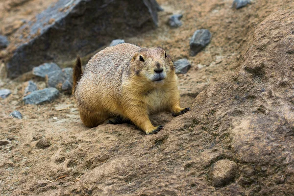 Zwarte prairiehond — Stockfoto