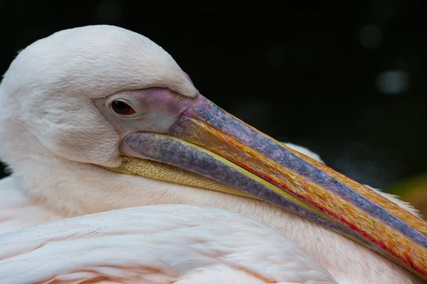 Porträt des Pelikans — Stockfoto