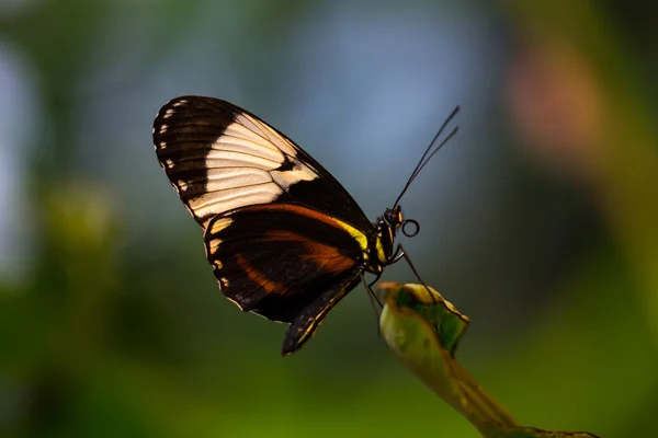 Tropical butterfly dido longwing — Stock Photo, Image