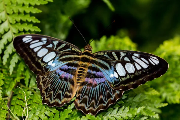 Parthenon sylvia kelebek