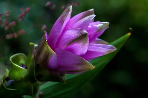 Wymiar egzotyczny kwiat — Zdjęcie stockowe