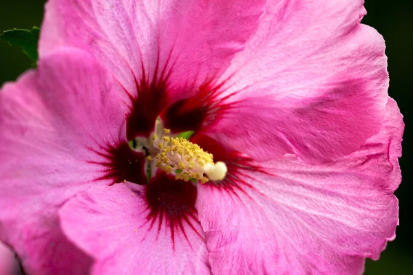 アオイ科の花 — ストック写真