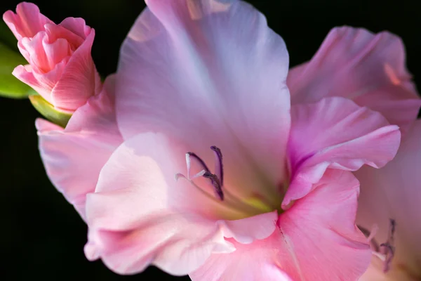Kwiat Pastel mieczyk — Zdjęcie stockowe