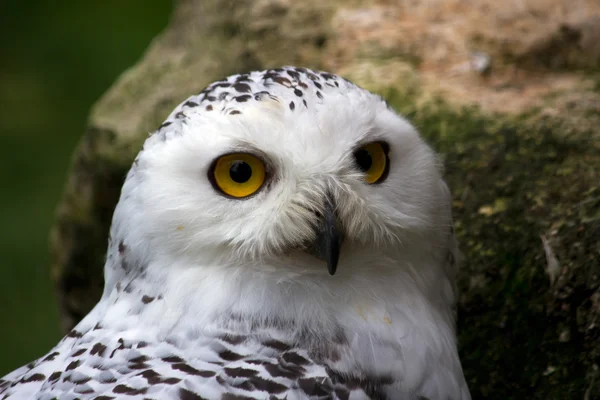 Female snowy owl — Stock Photo, Image