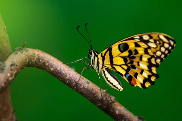 Маленькая цитрусовая бабочка — стоковое фото